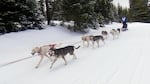 Sled dogs run the equivalent of 7.6 marathons during the 200-mile Eagle Cap Extreme race.