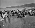 Members of the Makah Tribe process a whale on the beach at Neah Bay around 1910. The tribe voluntarily stopped whaling after commercial hunting greatly reduced the gray whale population.