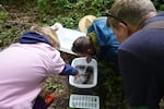 Jen Morse, right, and her daughter Nora, left, accompany field guide Brian Weir as he uses a baster to remove invertebrates collected during the Kellogg Creek BioBlitz on May 18, 2024.