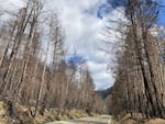 Hazard trees marked for removal along Oregon Route 138 near Glide where roadside trees burned in the Archie Creek Fire.