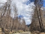 FILE: Hazard trees marked for removal along Oregon Route 138 near Glide where roadside trees burned in the Archie Creek Fire in an undated photo.