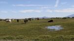 Cattle graze on an irrigated pasture near Ft. Klamath. New rules will prioritize stock water, but not irrigation water, for ranches during a drought in the Klamath Basin.