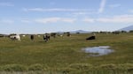 Cattle graze on an irrigated pasture near Ft. Klamath. New rules will prioritize stock water, but not irrigation water, for ranches during a drought in the Klamath Basin.