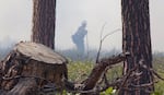 Thinning, mowing and prescribed fire are used in Ponderosa pine forests to maintain an open forest floor.