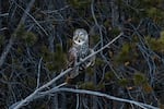 A great gray owl perches beside an open meadow near Sunriver, Ore., Friday, March 26, 2021, after being released from the wildlife hospital. The owl struck a residential window, which caused hemorrhaging behind his eye.