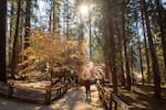 Light streams through the trees in Grant Grove in Kings Canyon National park.
