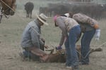 Cattle brandings in the Northwest take a lot of people. One person vaccinates, another brands, another castrates the calves -- all at the same time.