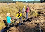 During Beaver Days, volunteers use clods of earth, tree branches and small logs to build structures in the creek channel.