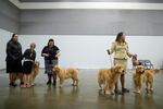 A group of golden retrievers wait for their numbers to be called to enter into the judging arena. The Rose City Classic Dog Show was held at the Portland Metropolitan Exposition Center Jan. 15-19, 2020.