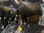 Barrel cacti are shielded from UV at the Desert Botanical Garden in Phoenix, Arizona on Friday, June 28, 2024. Some cacti that are brought from other places need a little extra shade to thrive in the Phoenix summers.