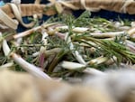 Freshly harvested wild celery fills a woven bag. Women and girls from the Confederated Tribes of the Umatilla Indian Reservation gathered the plants March 3 in the foothills of the Blue Mountains. They collected two full bags to take back to the Mission Longhouse, where they spent another day cleaning the celery and preparing food for a ceremonial feast on Sunday, March 5, attended by more than 100 tribal members and guests.