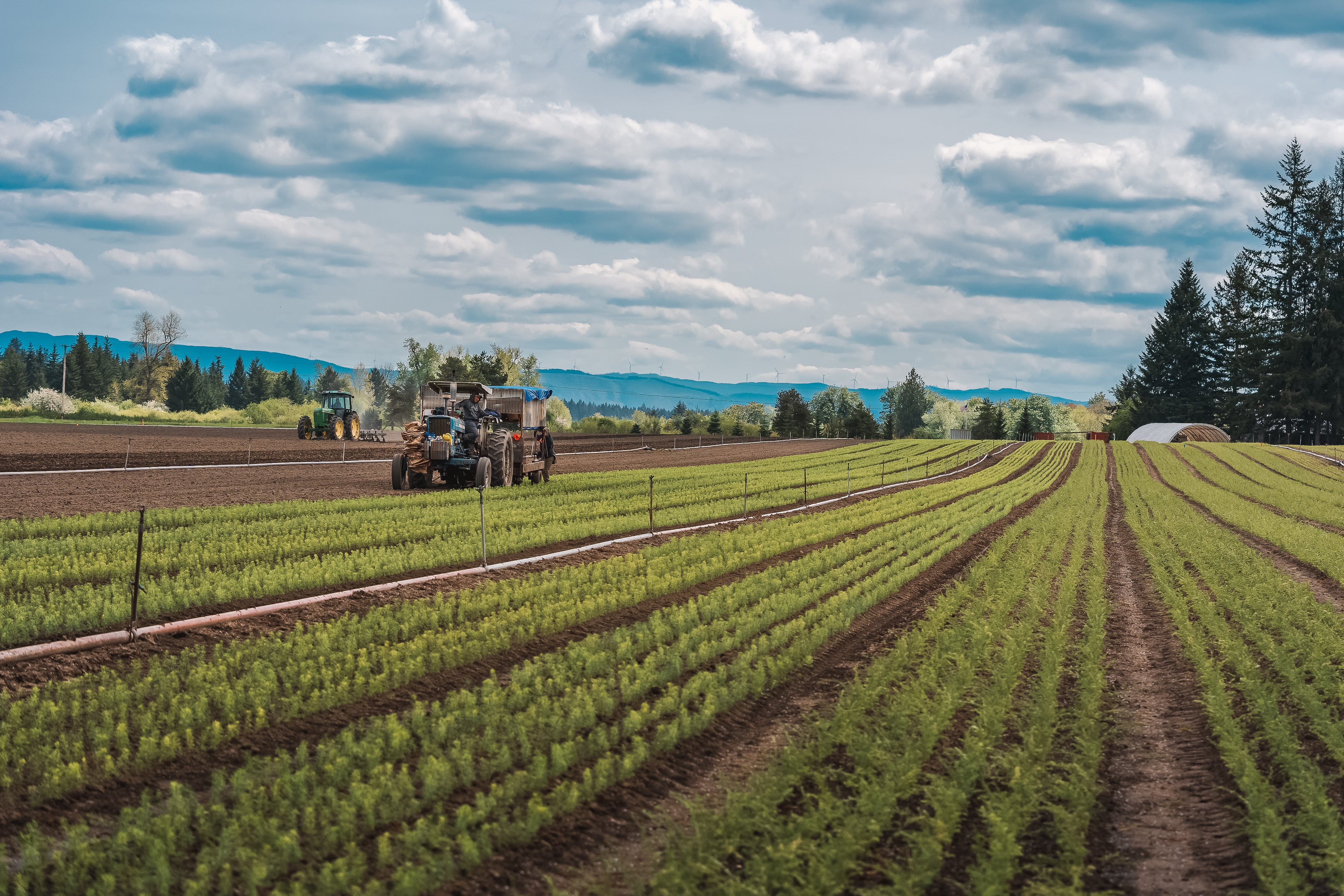 Undated photo of bare root seedling fields at Silvaseed tree farm in Roy, Wash.