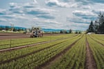 Undated photo of bare root seedling fields at Silvaseed tree farm in Roy, Wash.