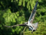 Osprey flies with fish in its talons.