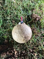 Sherwood police say a dog picked up a homemade bomb in a field near Sherwood Middle School