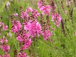 Nelson’s checker-mallow grows from south of Corvallis to north of Vancouver.