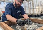 FILE - In this May 7, 2026, photo, David Handy sifts through simulated lunar soil in an OSU lab to assess potato plants.