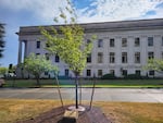 The plaque sitting at the base of the tree reads: "This tree is dedicated to Senator Cal Anderson as a tribute to his integrity, dignity, and courage in striving to make all citizens of Washington equal under the law."