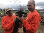 Billy Schoenbachler and Justin Lange are helping raise domesticated sheep at the Washington State Penitentiary. The program will eventually help protect bighorn sheep by providing ranchers with domesticated sheep that don't have pathogens that infect the wild animals.