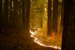 A forest burns as the CZU August Lightning Complex Fire advances, Thursday, Aug. 20, 2020, in Bonny Doon, Calif.