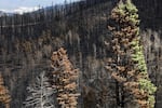 Trees stand after being scorched by the Hermits Peak/Calf Canyon Fire amid exceptional drought conditions in the area on June 2, near Mora, N.M.