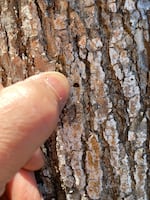 A D-shaped exit hole indicates an emerald ash borer infestation on an ash tree in Forest Grove, Ore.