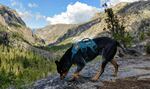 A dog in a wilderness setting pauses to sniff a rock.