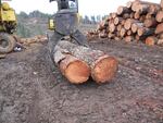 Yarding logs on the Stulls Ridge No. 3 Timber Sale in fall 2011.  Stulls Ridge No. 3, a currently active timber sale, produced approximately $1.8 million for the Common School Fund last year.