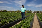 Fidel Sanchez, owner of Sanchez Farm, poses for a photo at a Sanchez Farm field in Plant City, Florida, U.S., February 28, 2024.