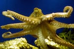 FILE - An octopus swims at the zoo in Frankfurt, Germany on Friday, Nov. 25, 2005. In research published Tuesday, March 8, 2022, in the journal Nature Communications, scientists have described the oldest known fossil ancestor of octopuses – an approximately 330 million-year-old specimen found in Montana. (AP Photo/Bernd Kammerer, File)