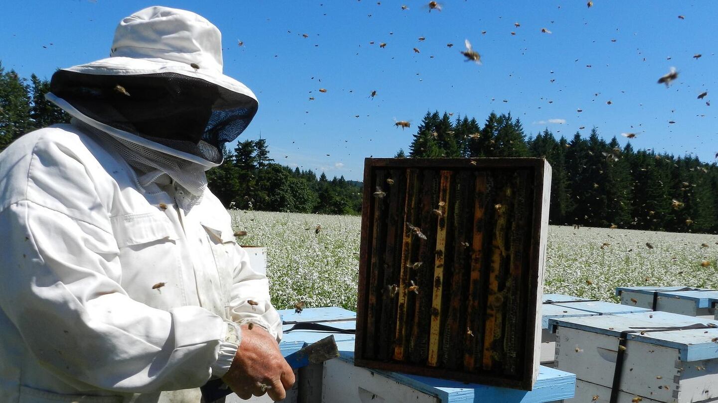 Honey B Healthy - Hansen Honey Farm