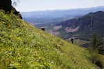 Biologists search for the early-blue violet in a steep meadow on Saddle Mountain.