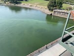 Harmful algae bloom along the Willamette River in downtown Portland, Aug. 16, 2023