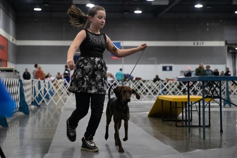 Brooke, 9, and her plott hound Absithne, won fourth prize in the juniors competition. The Rose City Classic Dog Show was held at the Portland Metropolitan Exposition Center Jan. 15-19, 2020.