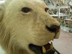 A lion head confiscated by wildlife enforcement officers. Under Oregon's Measure 100 the buying and selling of such items would be banned by state law. 