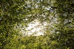 The sun pokes through the canopy of an Oregon myrtle grove at Hoffman Memorial State Wayside, south of Myrtle Point, Oregon.