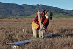 Tess Forstner (USGS) up the measuring tool as part of a study to determine the effect of sea level rise on coastal wetlands in the West.