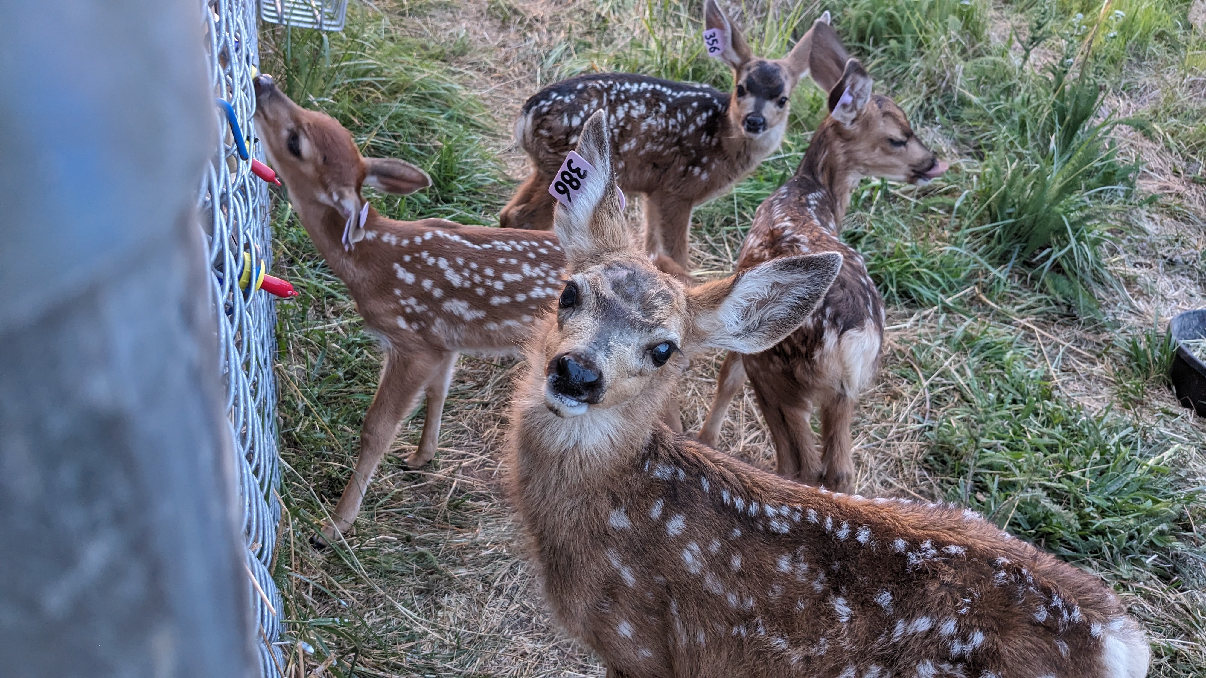 Undated photo of fawns at Marcie Logsdon's home facility in Palouse, Wash. Logsdon is a wildlife veterinarian and licensed wildlife rehabilitator.