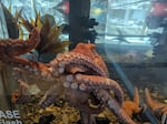 Hatfield Marine Science Center recently put their new octopus on exhibit in their Visitors Center.