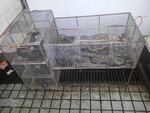 Exotic wildlife for sale at the southwest corner of the Wuhan wet market.