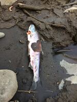One a quarter million salmon killed by high temperatures in the Columbia River system in 2015.