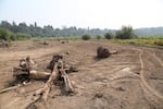 A restoration project is excavating side channels to connect the Willamette River with a lagoon in the Oaks Bottom Wildlife Refuge. Large pieces of wood have been placed in the channels to provide shady hiding places for salmon and other fish.