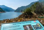 Cougar Dam, on the north fork of Oregon’s McKenzie River, is one of two dams where the Army Corps has proposed draining the reservoir behind the dam down to the original river bed to aid salmon passage.