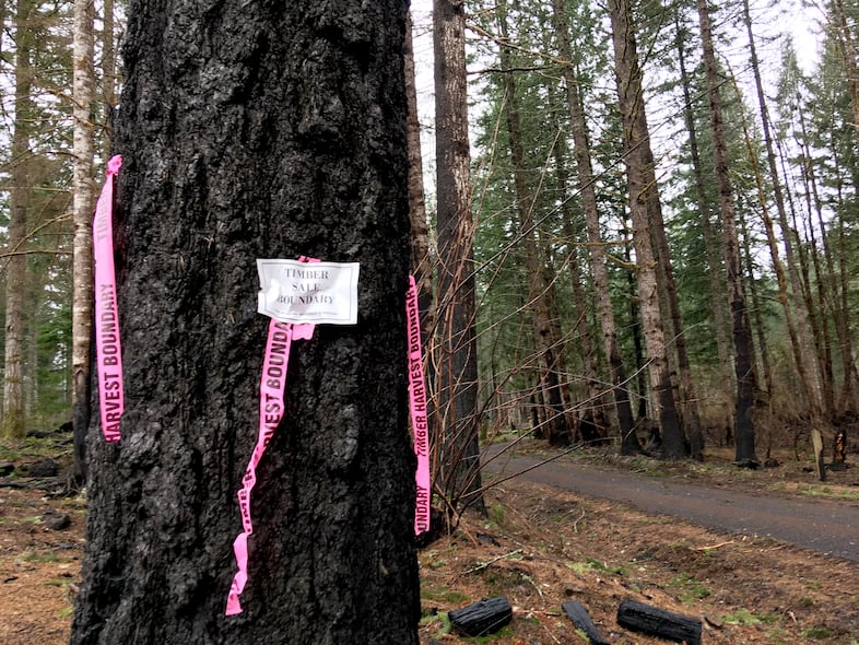 A timber sale boundary marker outlines one of the areas proposed for logging in the Monument Peak area of the Santiam State Forest.