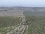 FILE - A winter wheat field, at left, near Wilbur, Washington, is heavily infested with winter grain mites. The field was previously planted in winter wheat. The field on the right is winter wheat, not as damaged by mites, and had previously been planted with winter canola.