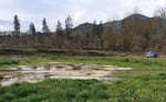 Manure discharge can be seen across from the Noble Dairy in southern Oregon on March 29, 2019.