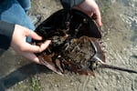 Nivette Pérez-Pérez, manager of community science at the Delaware Center for the Inland Bays, holds a horseshoe crab at the James Farm Ecological Preserve in Ocean View, Del., in 2022.