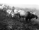 This photograph shows the first ploughing of fields at Hryshynsokho in the Donestsk region of Ukraine after they were taken by the state. Hardship became a catastrophe in the winter of 1932-1933.