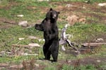 Toby, an orphaned four-year-old Alaskan coastal brown bear, stands and looks out over the compound at the Fortress of the Bear Center in Sitka, Alaska, on Aug. 1, 2013.