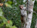 A rhesus macaques monkey observes kayakers as they navigate along the Silver River in Silver Springs, Fla.